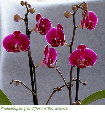Phalaenopsis grandiflorum 'Rio Grande'