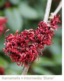 Hamamelis Jelena