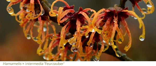 All About Witch Hazels  Horticulture and Home Pest News