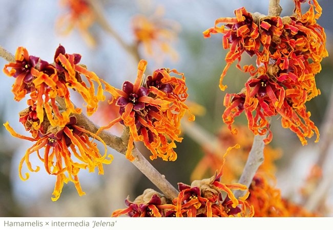 All About Witch Hazels  Horticulture and Home Pest News