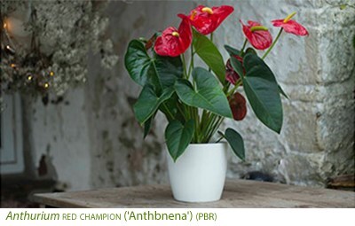 Anthurium Red Champion