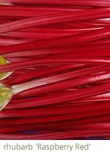 rhubarb 'Raspberry Red'