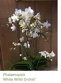 Phalaenopsis 'White Willd Orchid'