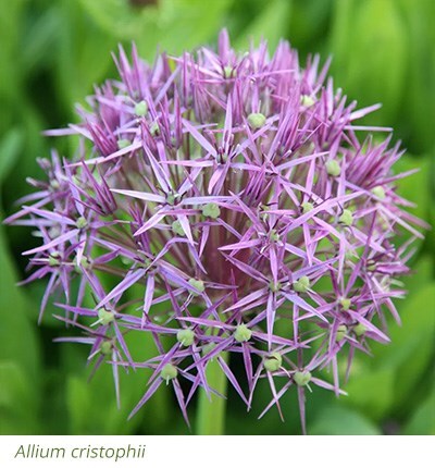 Allium cristophii