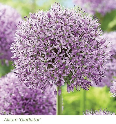 Allium 'Gladiator'