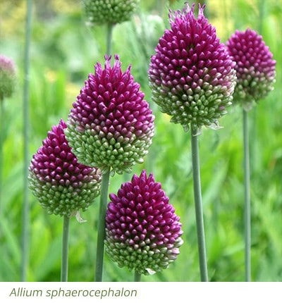 Allium sphaerocephalon