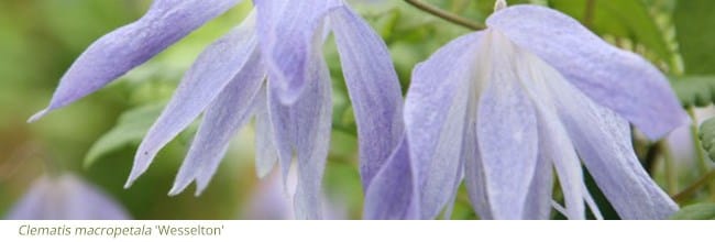 Clematis With Small Blue Bell Shaped Flowers : Clematis Sweet Summer ...