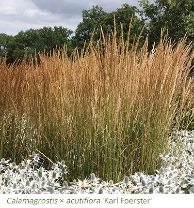 Calamagrostis × acutiflora 'Karl Foerster'