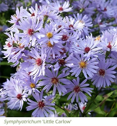 Symphyotrichum 'Little Carlow'