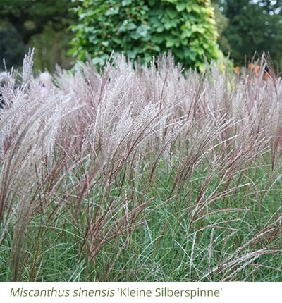 Miscanthus sinensis 'Kleine Silberspinne'