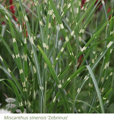 Miscanthus sinensis 'Zebrinus'