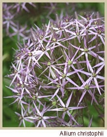 Allium Christophii