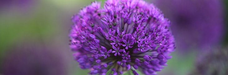 giant allium bouquet