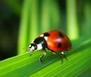 How to encourage beneficial insects