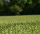 How to make a new lawn