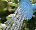 How to water your plants