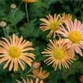 picture of Chrysanthemum Mary Stoker