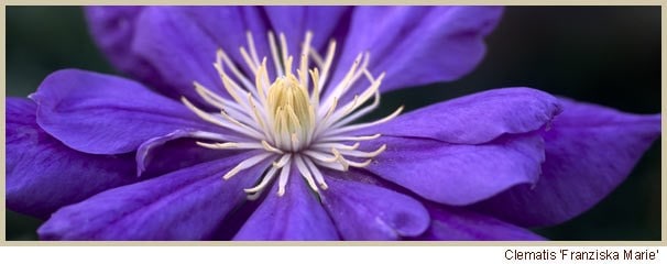 Clematis Franziska Marie