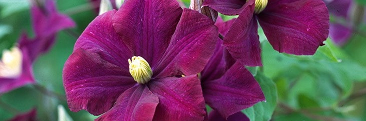 Large  Flowered Clematis