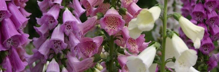 Foxgloves