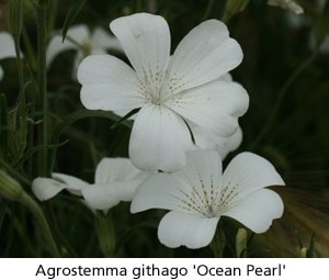 Agrostemma