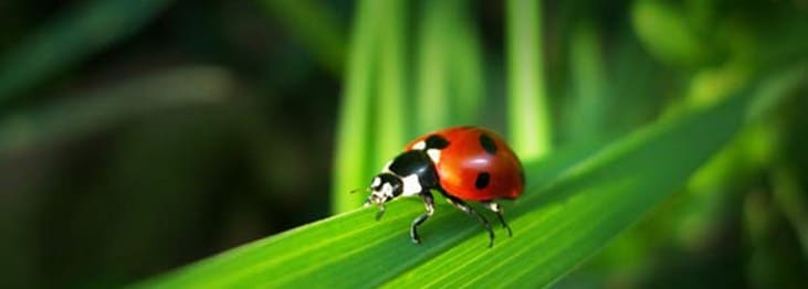 How to encourage beneficial insects