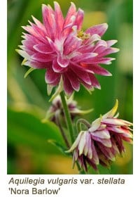 aquilegia nora