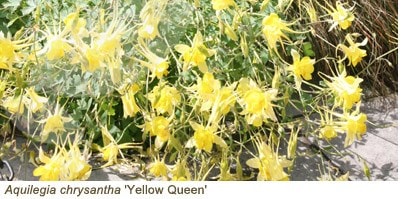 aquilegia yellow