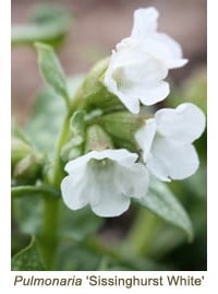 pulmonaria sissinghurst white