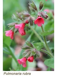 pulmonaria rubra