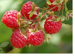 raspberry 'Glen Ample'