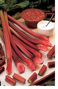 rhubarb 'Champagne'