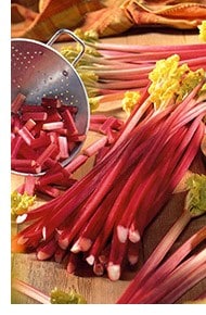 rhubarb 'Victoria'