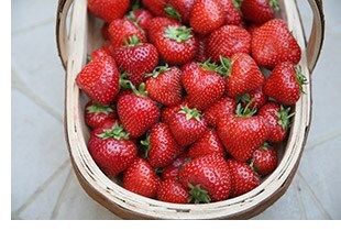 strawberry 'Albion'
