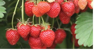 strawberry 'Fenella'