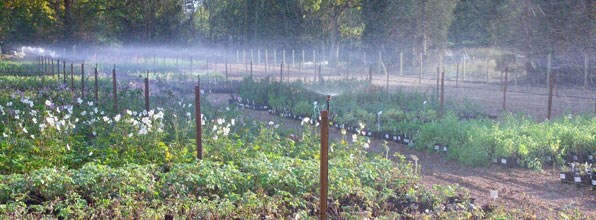 picture of the crocus nursery
