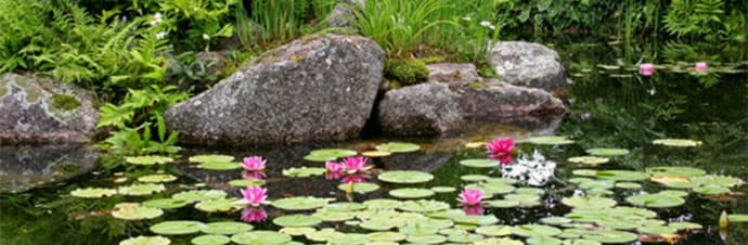 Making a garden pond