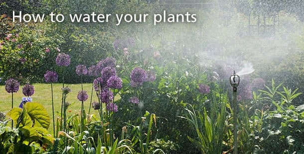 How to water your plants