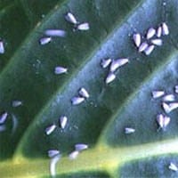 pic of whitefly