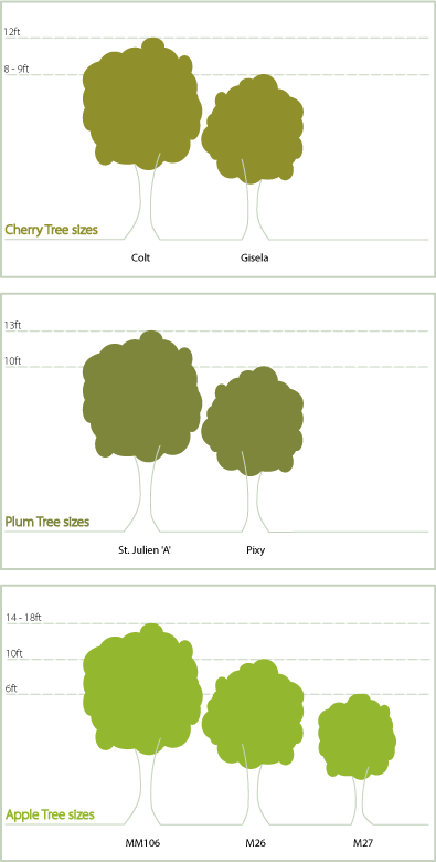 Cherry Tree Size Chart