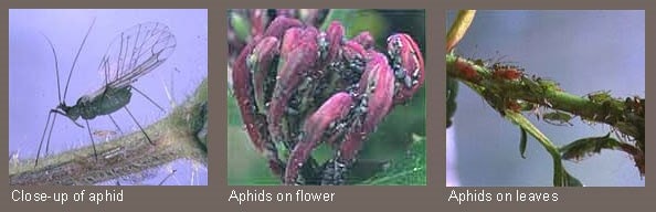 Aphids