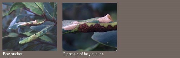 Bay sucker