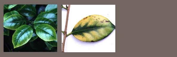 Lime-induced chlorosis