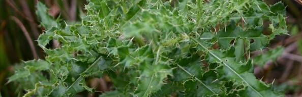 Creeping Thistle