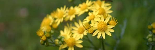 Ragwort/Ragweed 