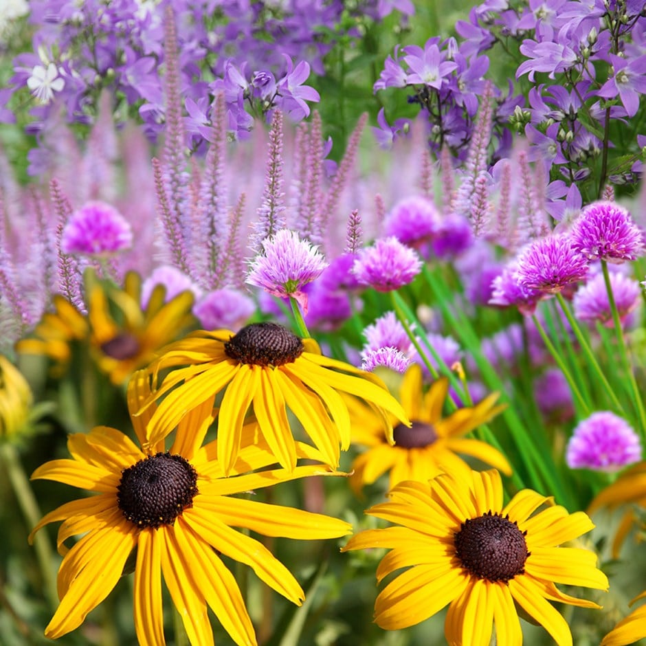 Ready-made border Cottage garden scheme