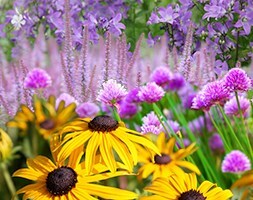 Ready-made border Cottage garden scheme