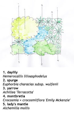 Crocus combinations