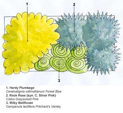 Crocus combinations