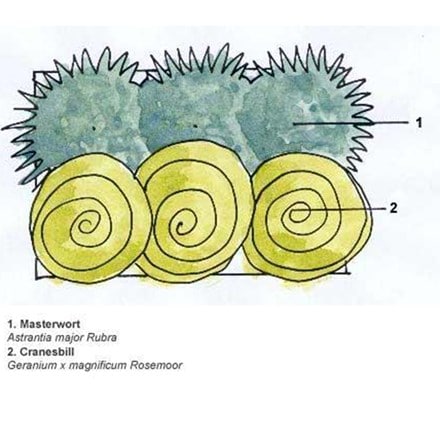 Astrantia and Geranium plant combination